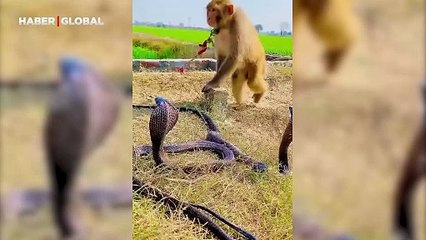 "Oturup biraz soluklanayım" diyen maymunun kral kobrayla dalga geçtiği anlar viral oldu
