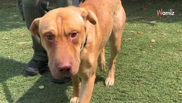 Ce chien traîné derrière un camion a les pattes en sang : les sauveteurs lancent une action spéciale pour lui (vidéo)