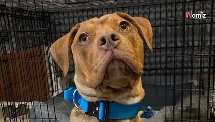 Il est mieux sans toi" : abandonné à une station de bus, ce chien a subi une vie de maltraitance