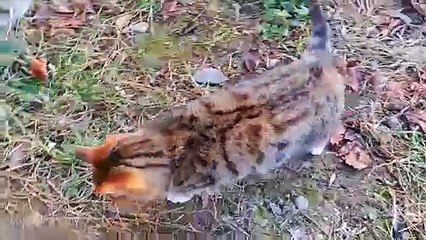 Cute, meowing, playing, beautiful kitten