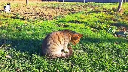 Cute cat and cute kitten walking in the yard (Relaxing video)