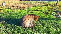 Cute cat and cute kitten walking in the yard (Relaxing video)