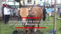 Jokowi Kurban 68 Ekor Sapi, 27 Di Antaranya Diberikan untuk IKN