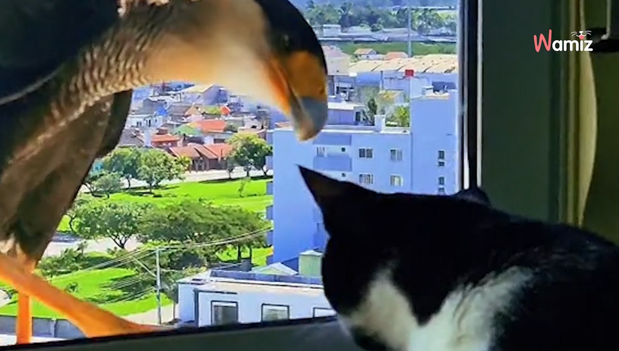 Le chat fait la sieste devant la fenêtre : 125K internautes frémissent en voyant la menace qui rôde (vidéo)