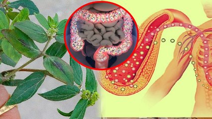 Dudhi Ghas Kis Kaam Aati Hai: Diabetes Patients को दूधी घास खाने के फायदे, Health Benefits In Hindi