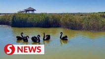 Wetland in Hebei, China transforms into migratory bird paradise