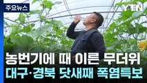 농번기에 때이른 폭염...대구·경북 닷새째 폭염특보 / YTN