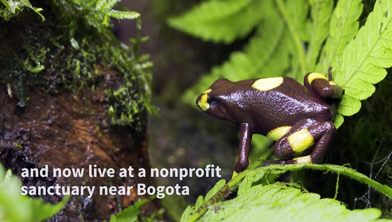 Colombia wildlife rescued from illegal trafficking