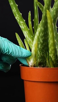 Growing plant hacks for your inner gardener#garden #plants hacks