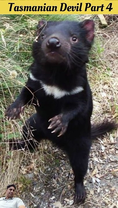 Tasmanian Devil as a Stinky Animal | Devil Facts in hindi (Part 4)