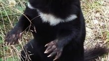 Tasmanian Devil as a Stinky Animal | Devil Facts in hindi (Part 4)