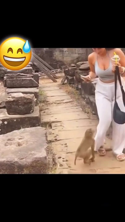 Funny clips with monkey