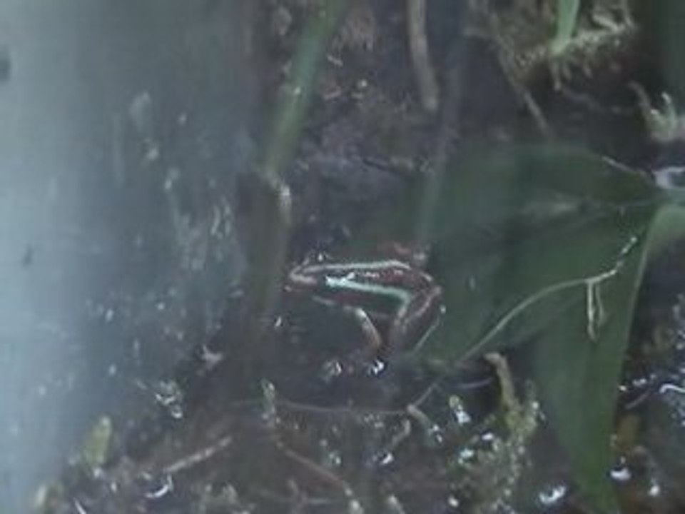 Une de mes tricolor