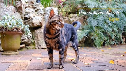 Deusa Bastet
