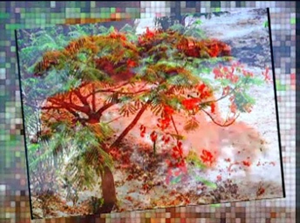 Phượng buồn(360P)