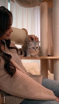 Playful Cat #cat #cats #catshorts #catvideos #catlovers #catlover #catsofinstagram #usa #usacats