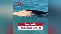 ظهور حوت في الساحل الشمالي