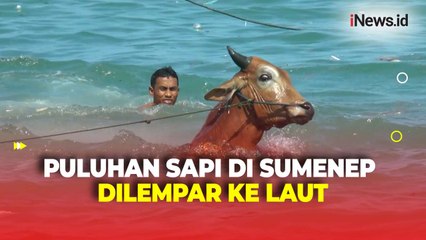 Puluhan Sapi Dilempar ke Laut dan Berenang karena Tidak Ada Dermaga Pelabuhan di Sumenep