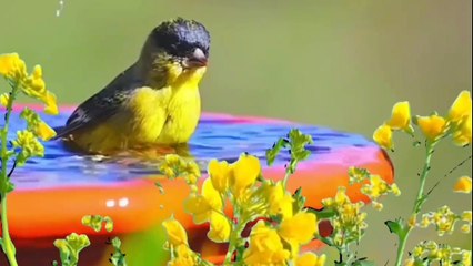 Bến sông chờ - Sáng tác Mạnh Quỳnh