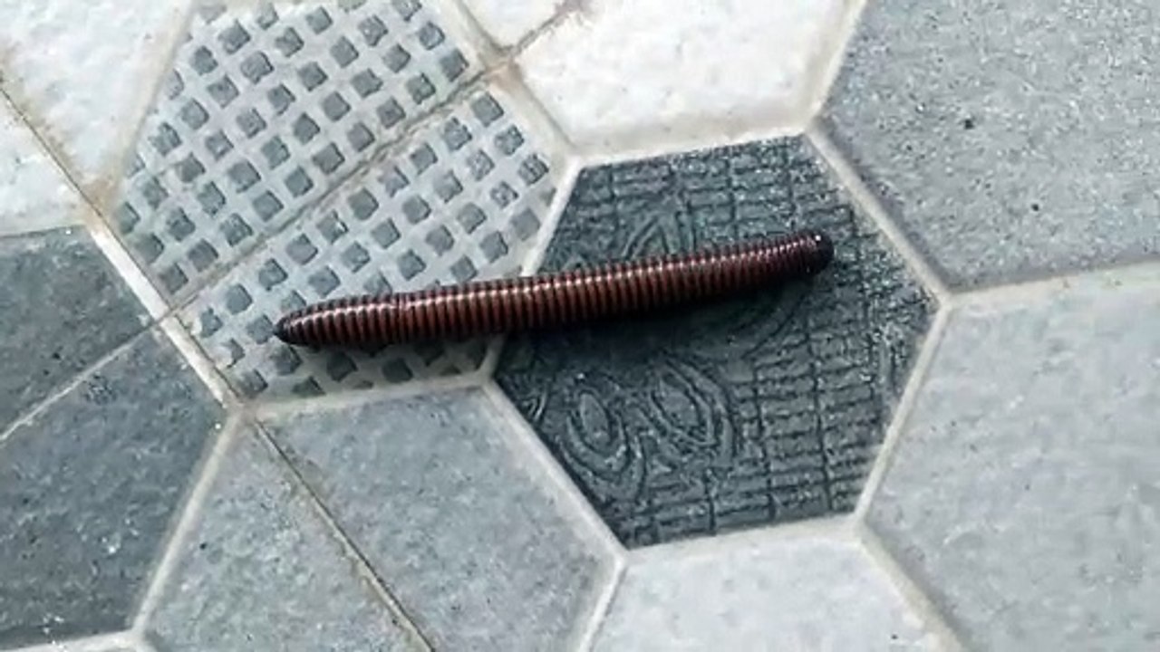 Millipede