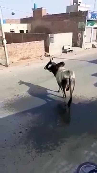 GREAT VIRAL VIDEO