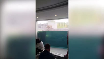 Polar bear works up the courage to jump into its pool