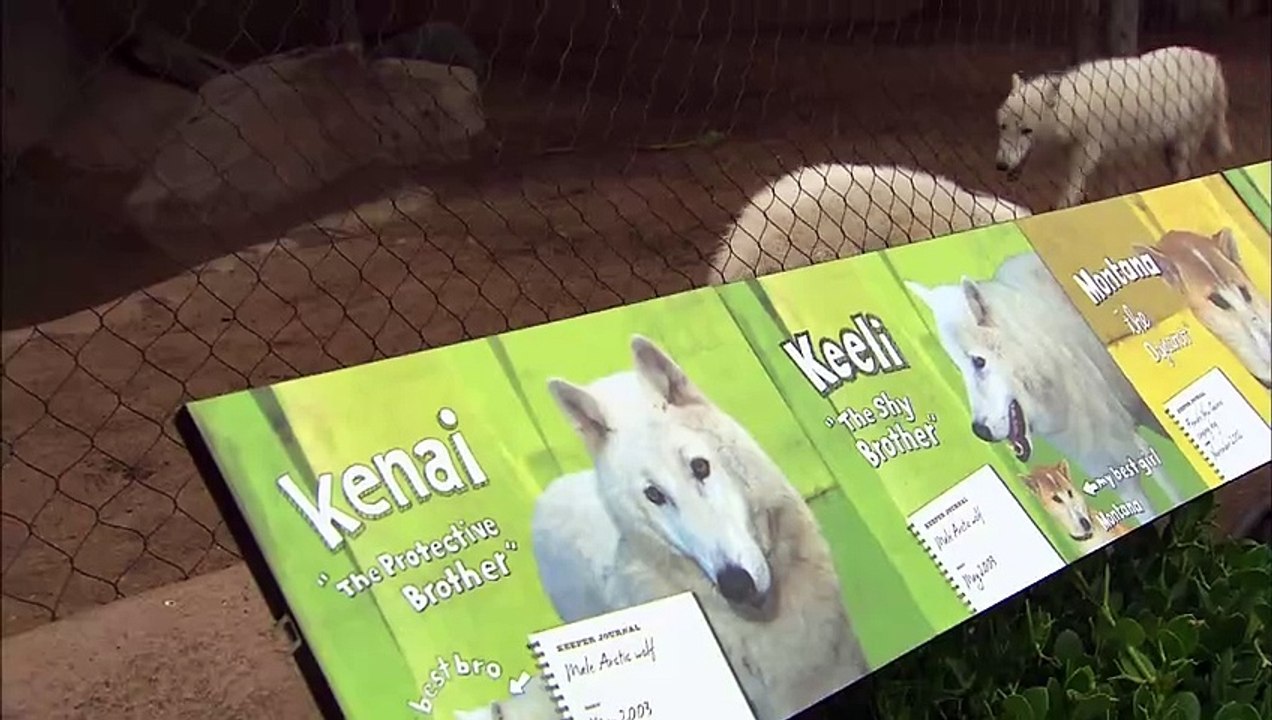 These Two Wolves Are Very Important Animal Ambassadors