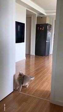 Hardworking Cat #cat #cats #catshorts #catvideos #catlovers #catlover #catsofinstagram #usa #usacat