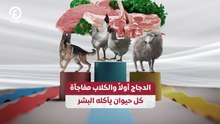 الدجاج أولاً والكلاب مفاجأة.. كل حيوان يأكله البشر