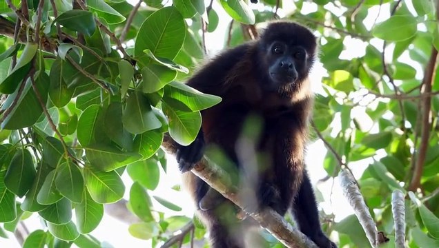 Friends can be any shape or size | Poetic version of famous Moral Story Elephant and Friends