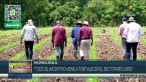 ¡Entregarán semillas potenciadas! Honduras aumenta producción ganadera