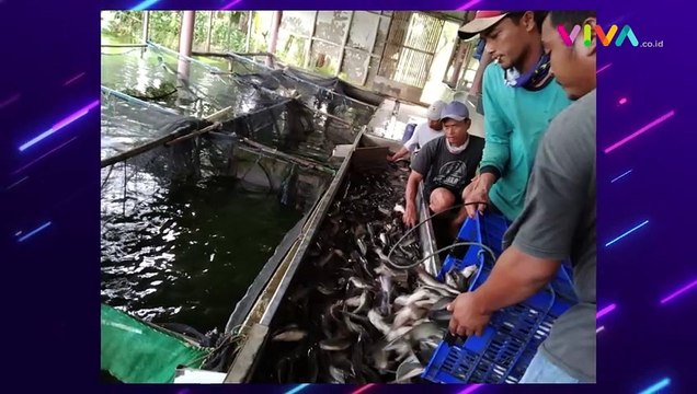 Unik! Mahasiswa UB Bawakan Buket Ikan Lele untuk Temannya
