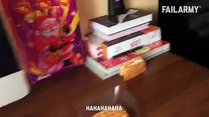 Funny Cat Fails  Funny Cat Compilation - FailArmy