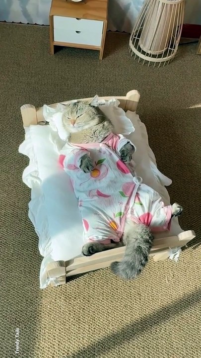 Slippy Cat #cat #cats #catshorts #catvideos #catlovers #catlover #catsofinstagram #usa #usacats