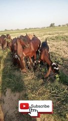 Pakistani beetal goats