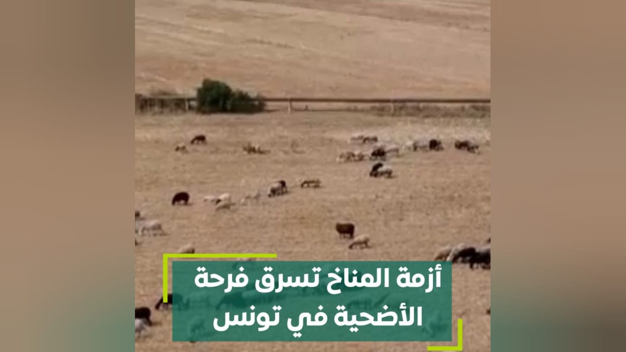أزمة المناخ تسرق فرحة الأضحية في تونس