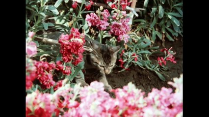 Hiatari ryoukou! -  陽あたり良好！ - E2