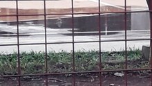 birds playing