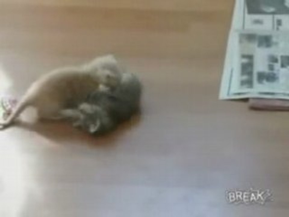 How To Break Up A Cat Fight