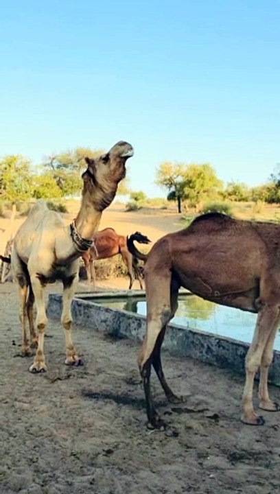 World if Camels