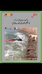 Har us dost par barhosa kro Jo mushkil wakat man kam aya