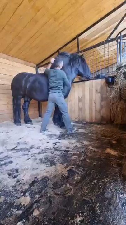 vegas  #horse#horses#horsesofinstagram#equestrian #horseriding#pony #equine #pferd#equestrianlife