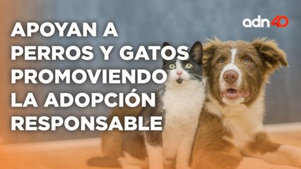 "Adopta un Amor Perruno" apoyan a perros y gatos en situación de calle, maltrato o abandono