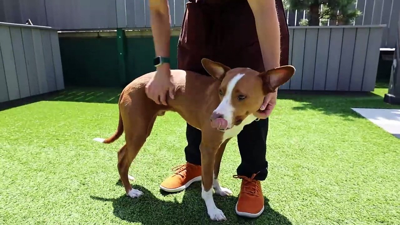 Rico PAWS Chicago