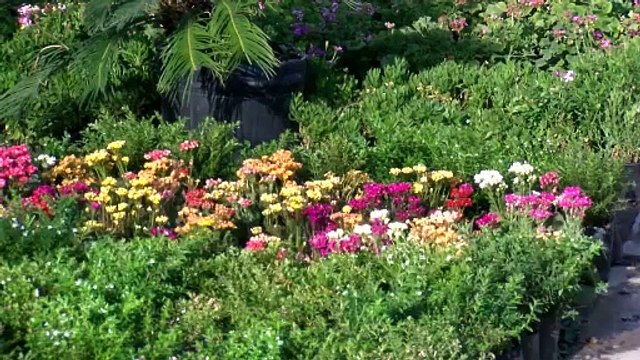 Plantar árboles en Monclova_ Un respiro contra las altas temperaturas