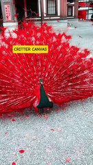 Red Peacock Displaying Stunning Feathers | Wildlife Spectacle | #RedPeacock