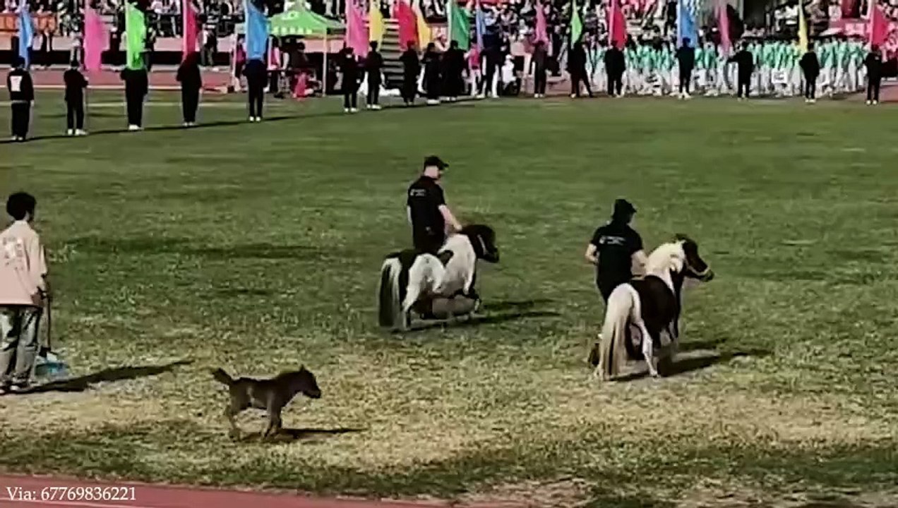 FUNNY ANIMALS videos Funniest Cats and Dogs 2024