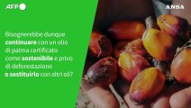 ANSA VERIFIED: E'?vero che si possono produrre oli vegetali senza aumentare il cambiamento climatico?