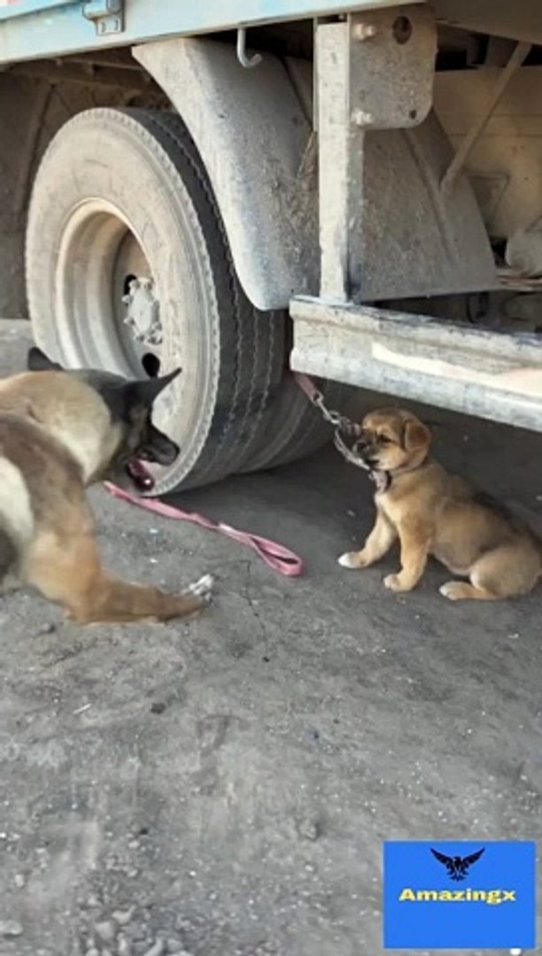 ⁣Pets training