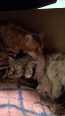 Animal Antics: Cat dad with his new born babies